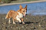 CORGI CARDIGAN 190